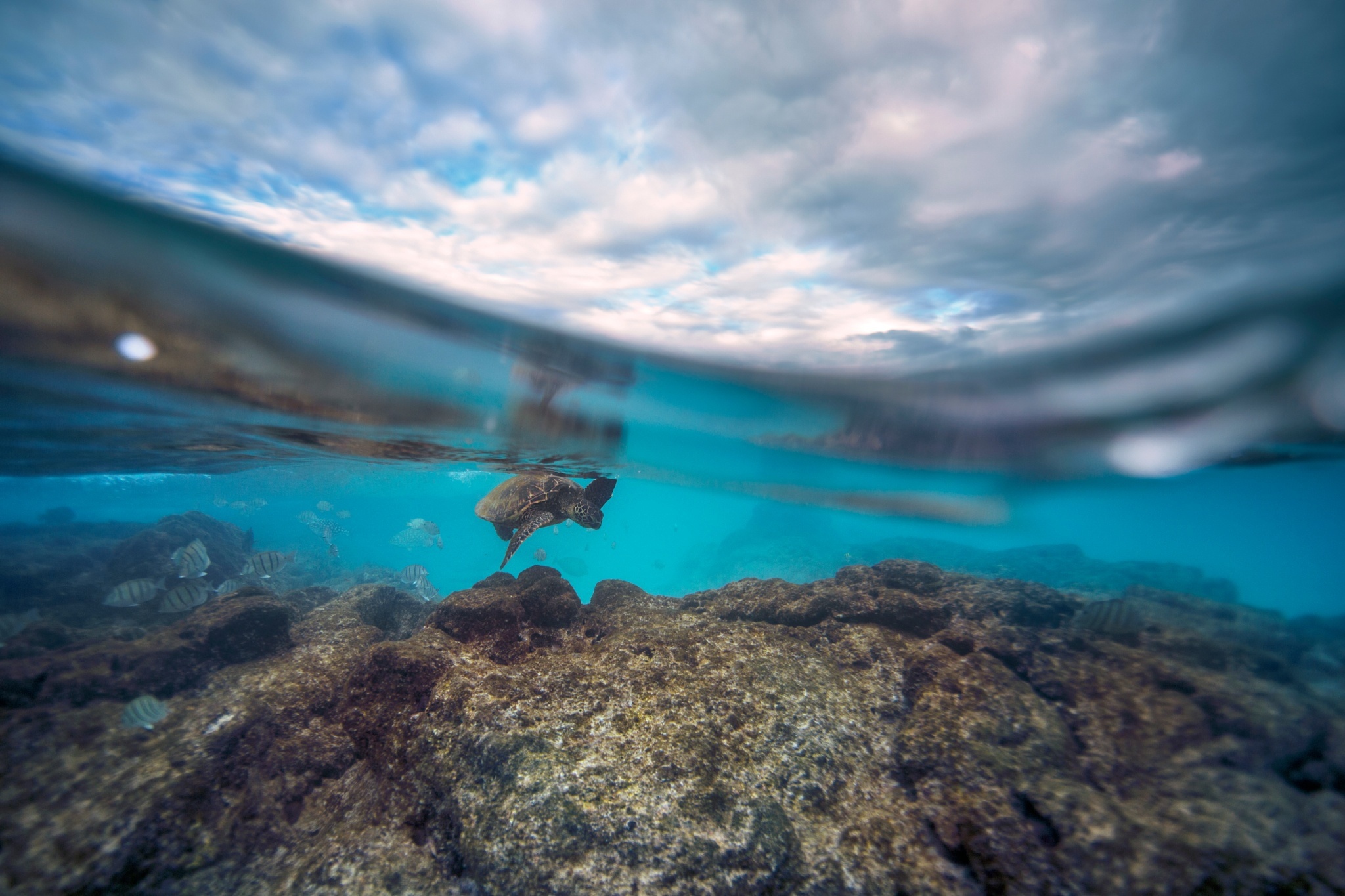 Cloud fish. Подводный мир Баренцева моря. Морские глубины. Море под водой. Морское дно.