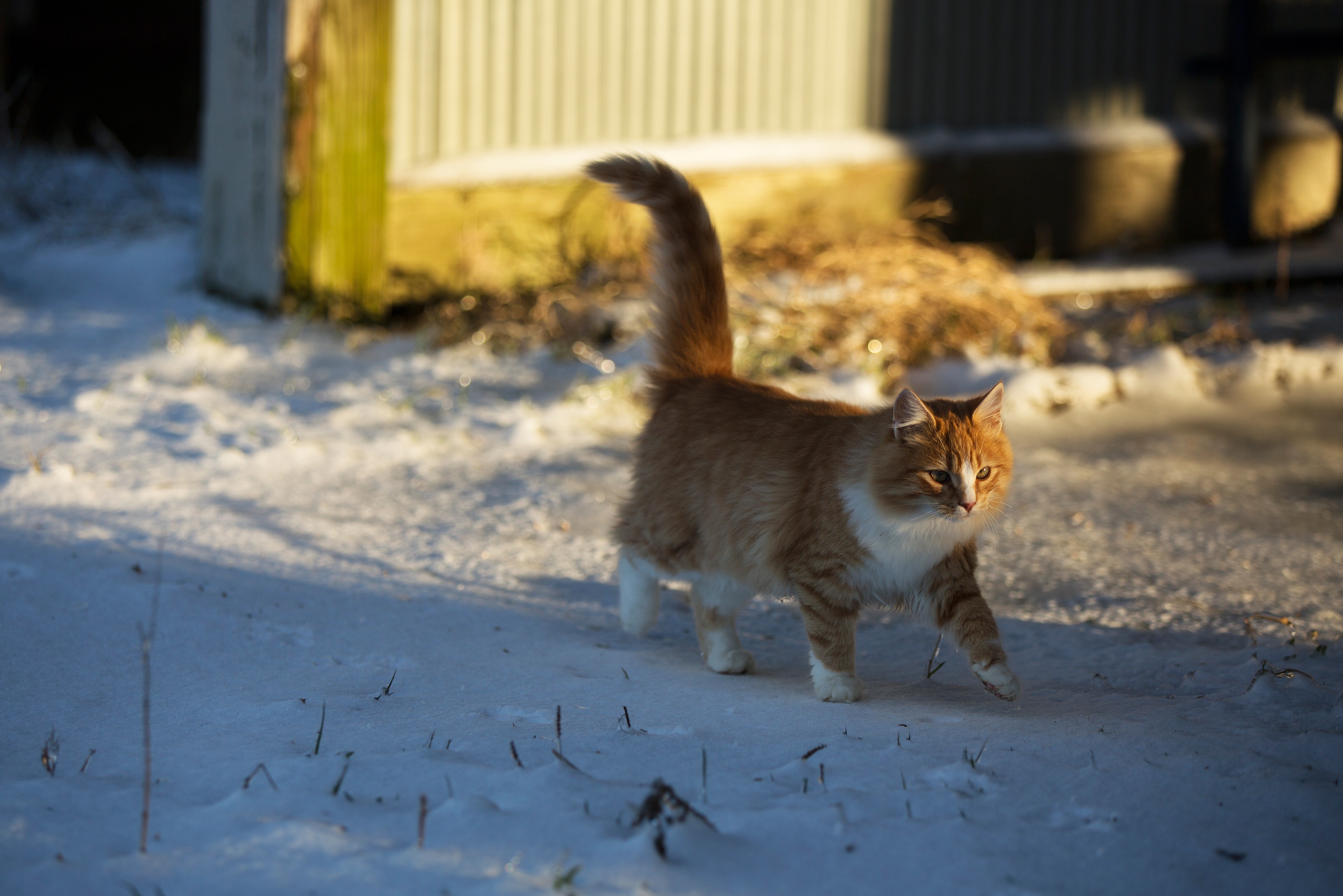 Кошка гуляет. Коты зимой. Кот в снегу. Кошка идет по забору.