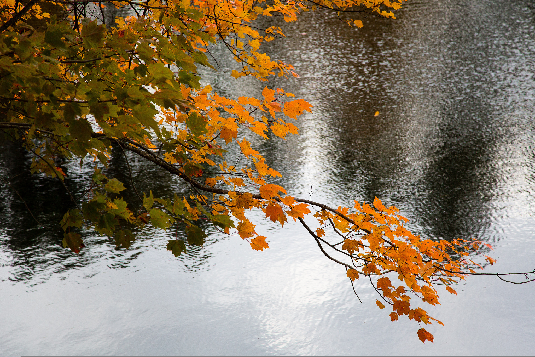 Падающие листья в воду. Осенний клен над рекой. Пейзаж осени. Осенние листья на реке. Клен у реки.
