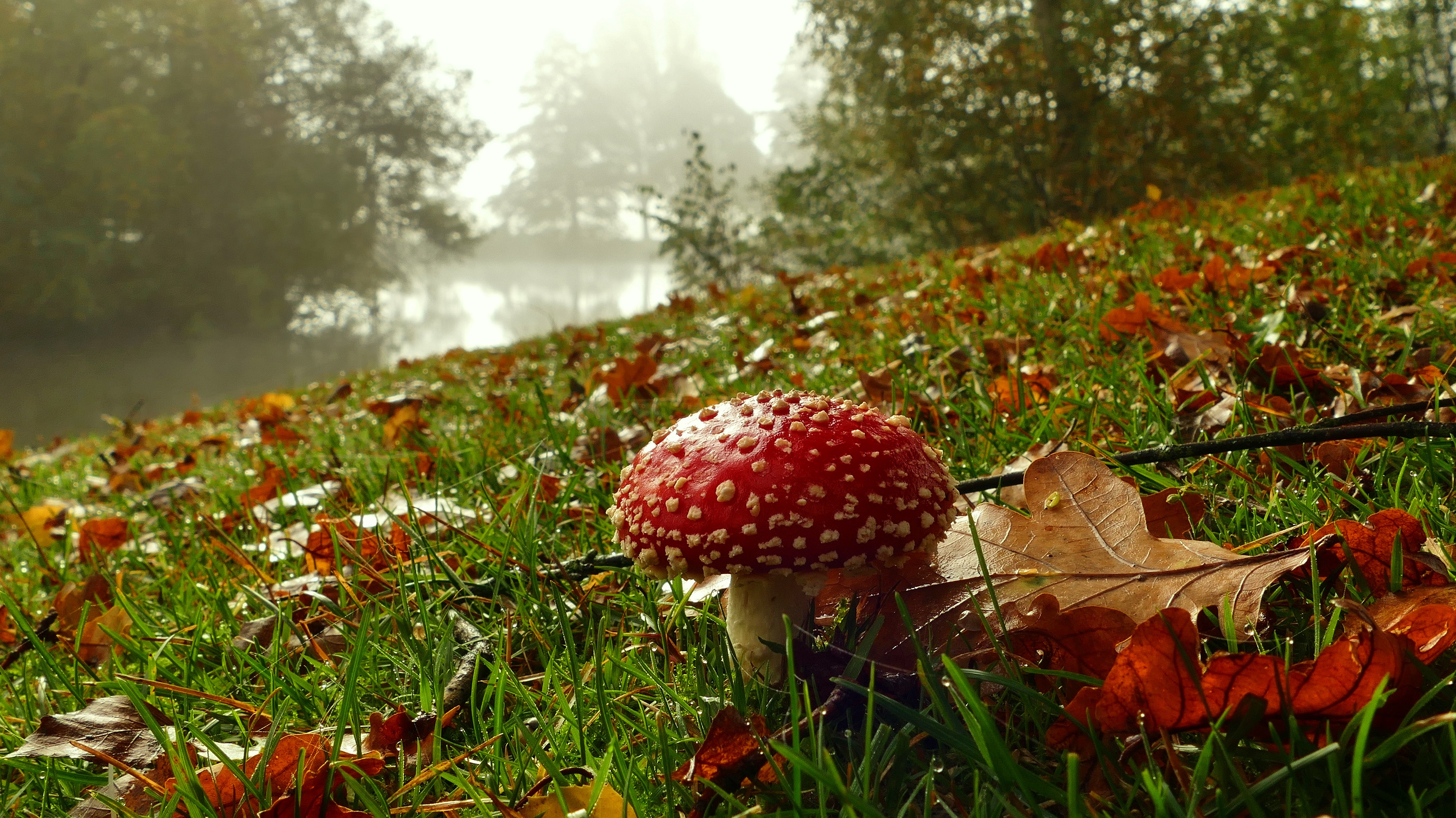 Грибы природа лес. Тула «грибная Поляна» Кремль. Поляна с грибами. Осенние грибы. Осень грибы.