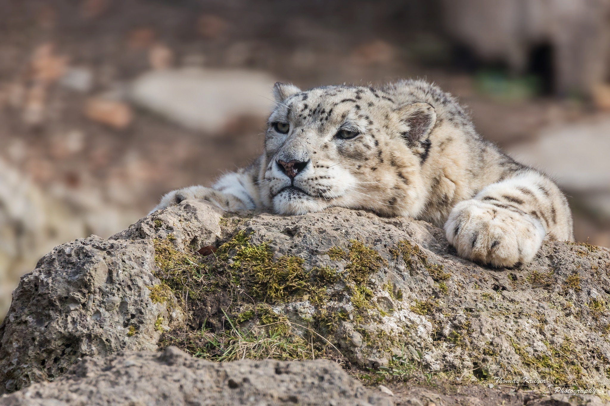 Картинки снежного барса. Убсунурская котловина снежный Барс. Irbis Snow Leopard. Горный Лев Ирбис. Снежный Барс Ирбис обои.