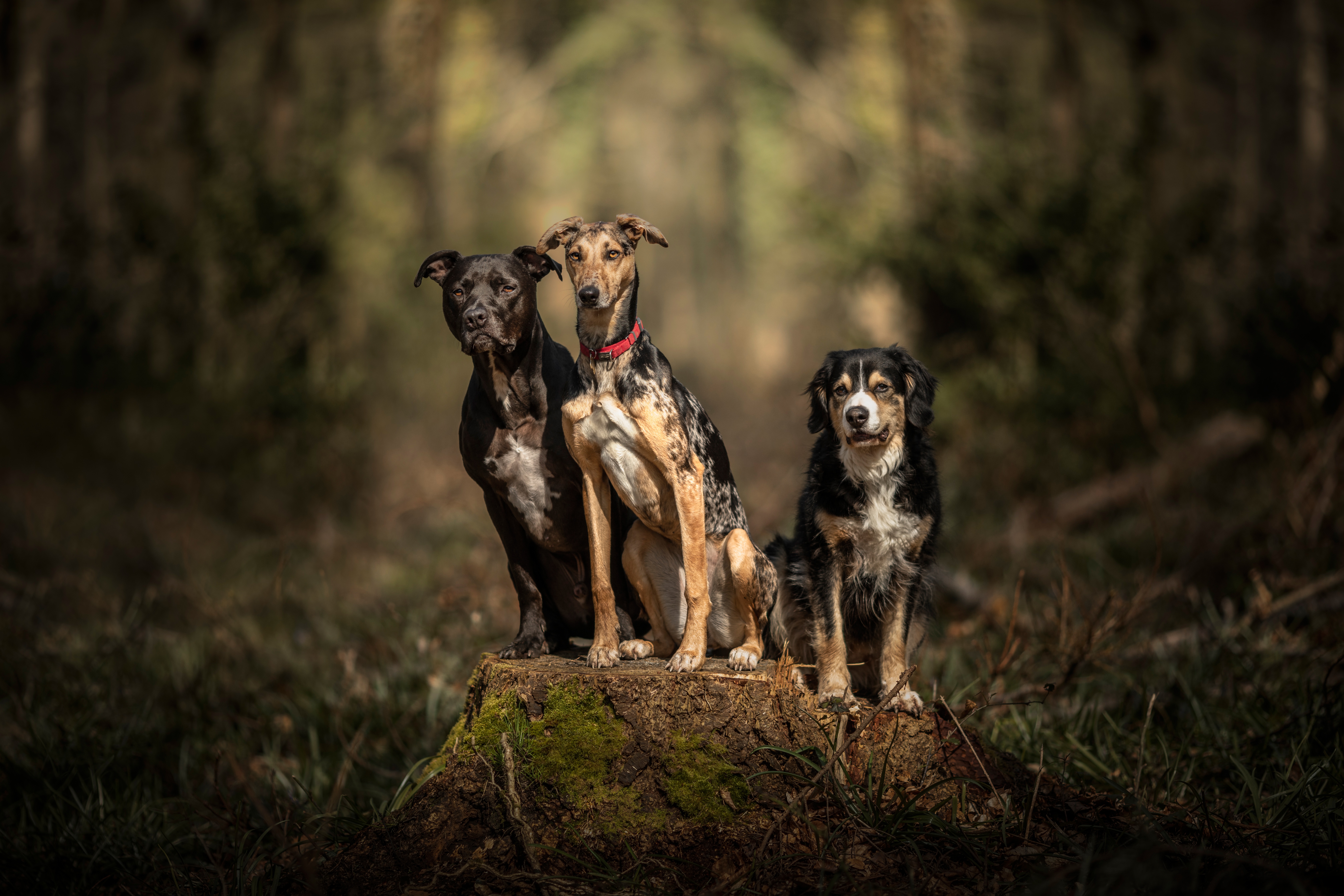 Трио собак. Три собаки. Фотосессия щенков. Собака в лесу. Трое и собака.