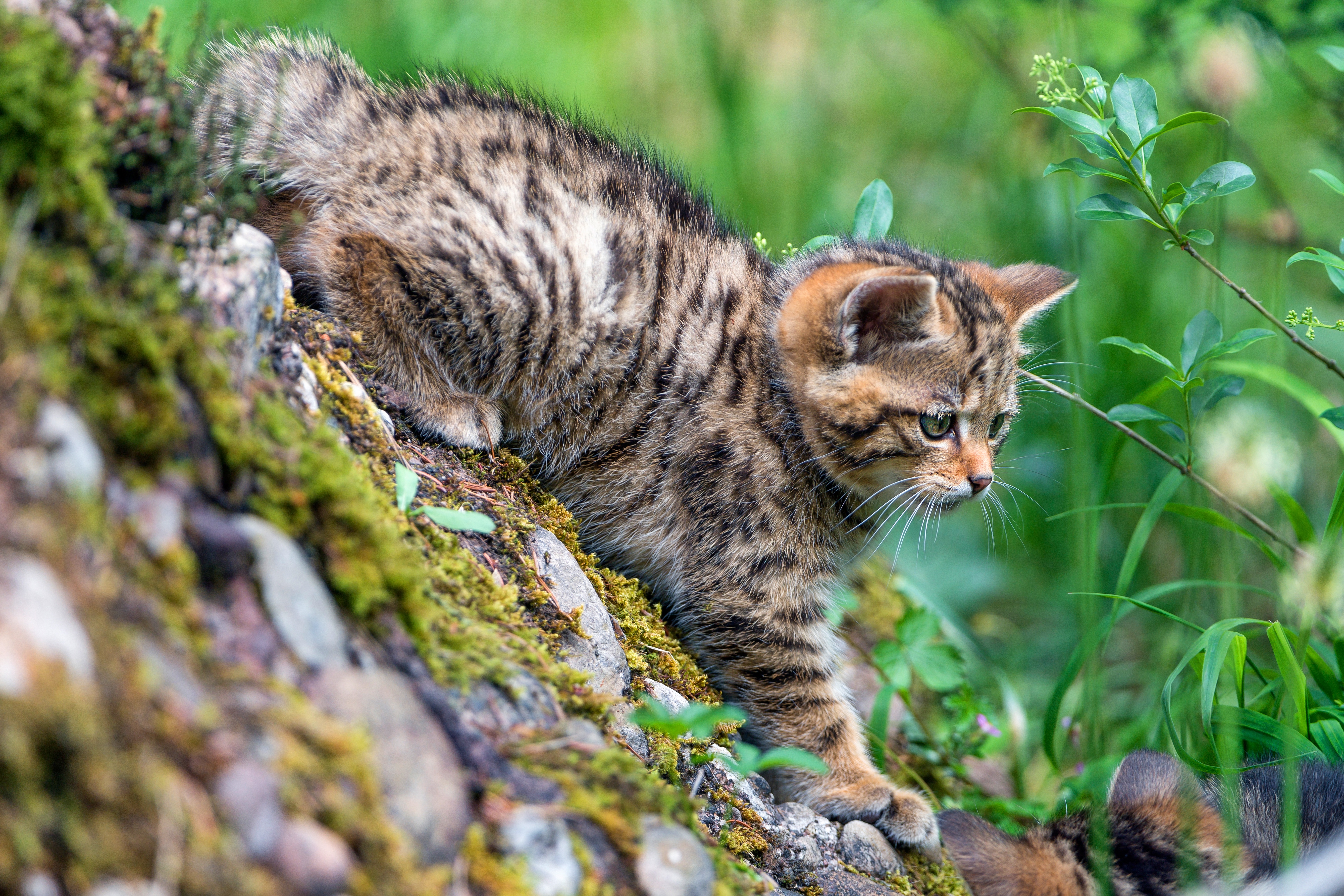 Лесная дикая кошка в экосистеме. Европейский Лесной кот камышовый. Европейский Лесной кот котенок. Кавказская Лесная кошка Felis Silvestris Caucasica. Шотландский Лесной камышовый кот.