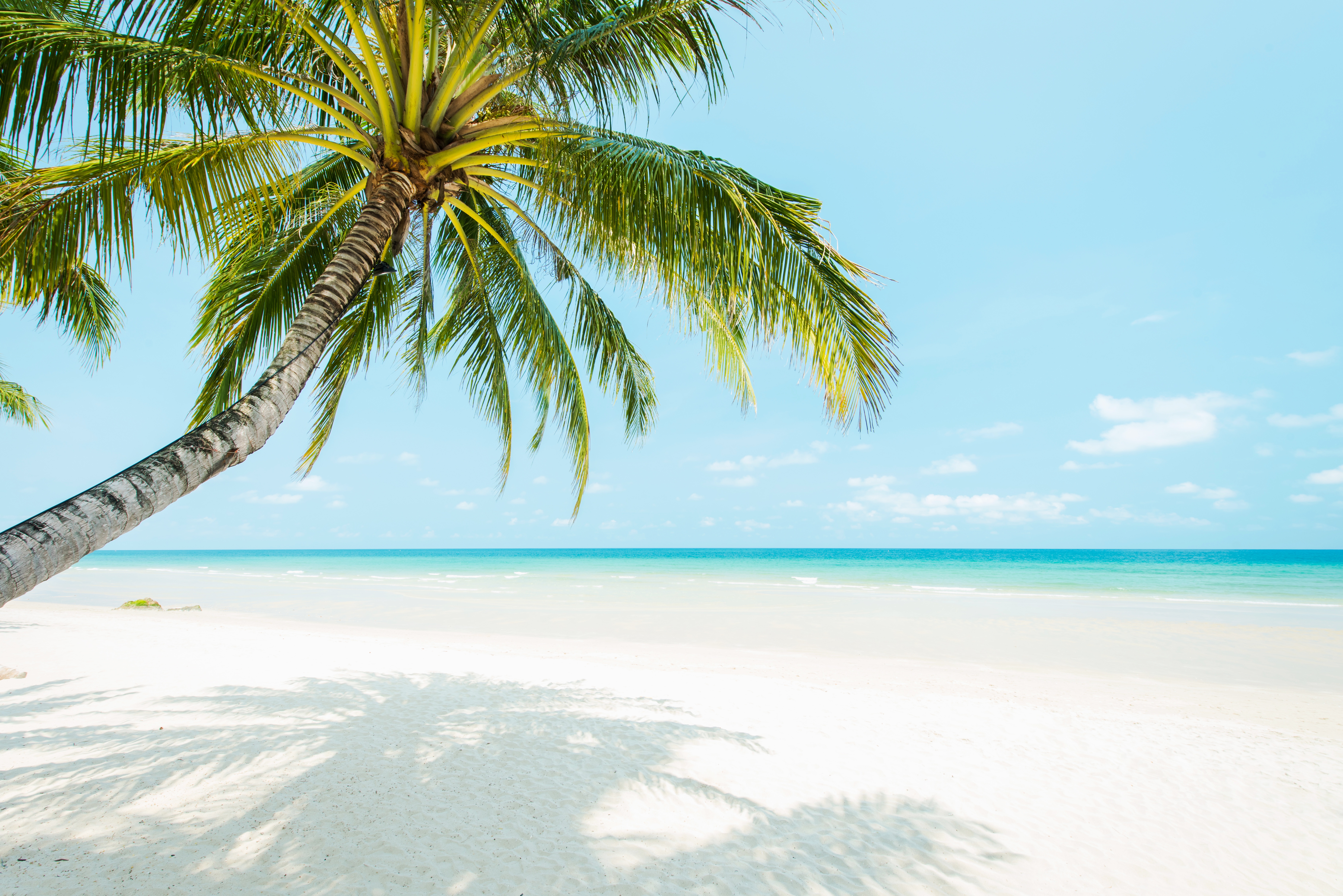 Море экзотика. Море пальмы и песок. Пляж с пальмами. Пляж песок пальмы. Пальмы солнце пляж.