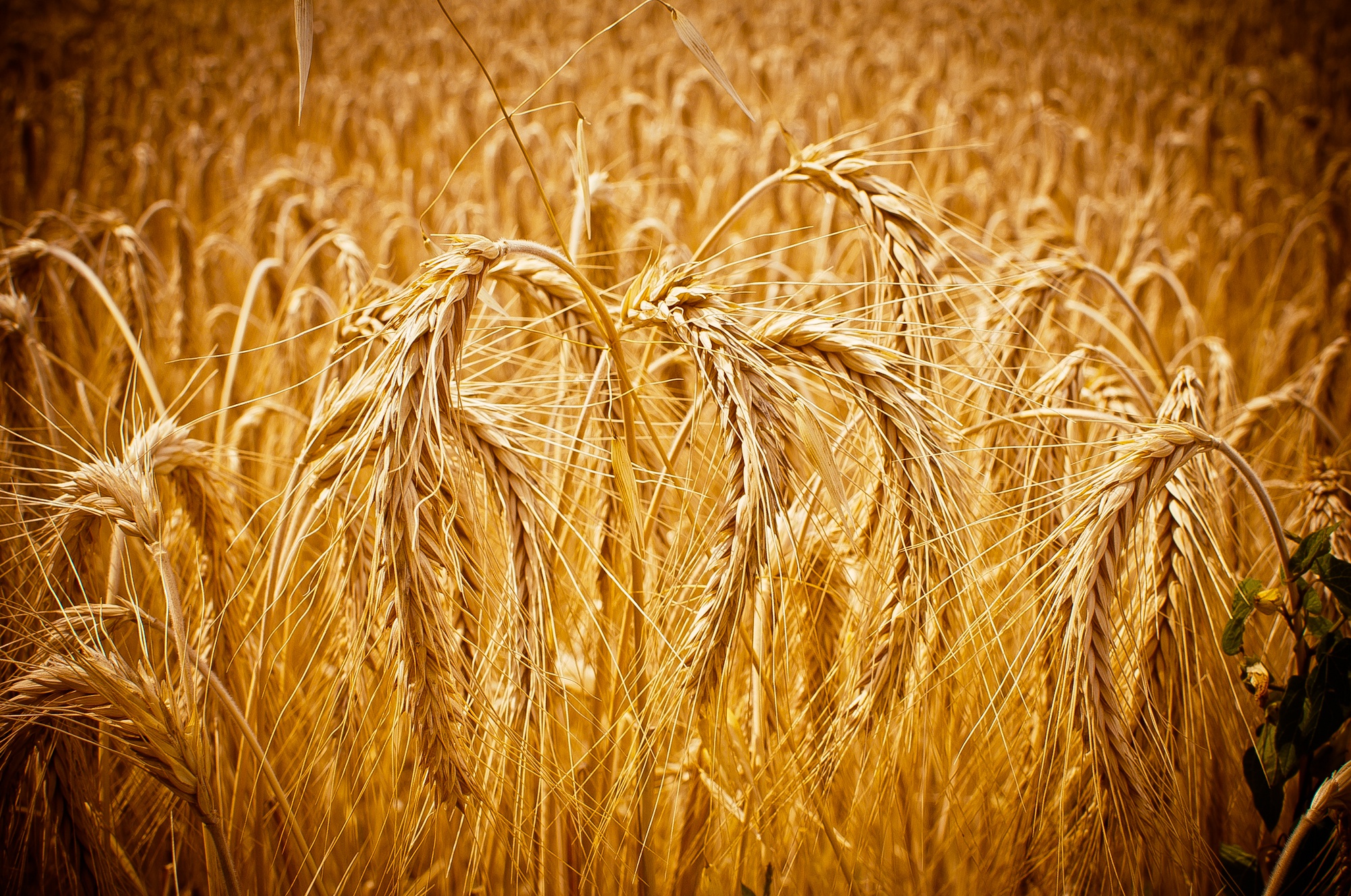В тишине полей наливаются золотом колосья. Пшеница. Поле спелой пшеницы. Поле с колосьями. Колосья пшеницы.