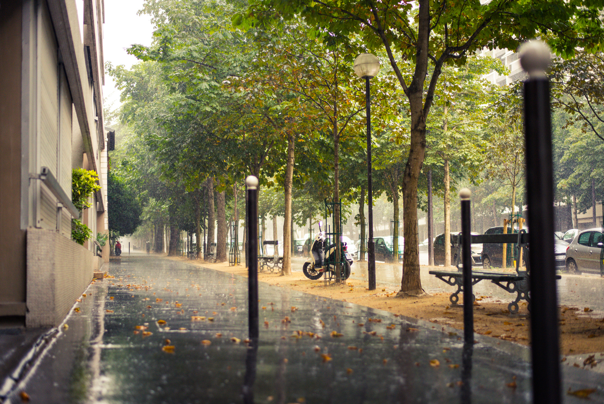Street trees. Улица Моконсей Париж. Улица города. Дождливая улица.