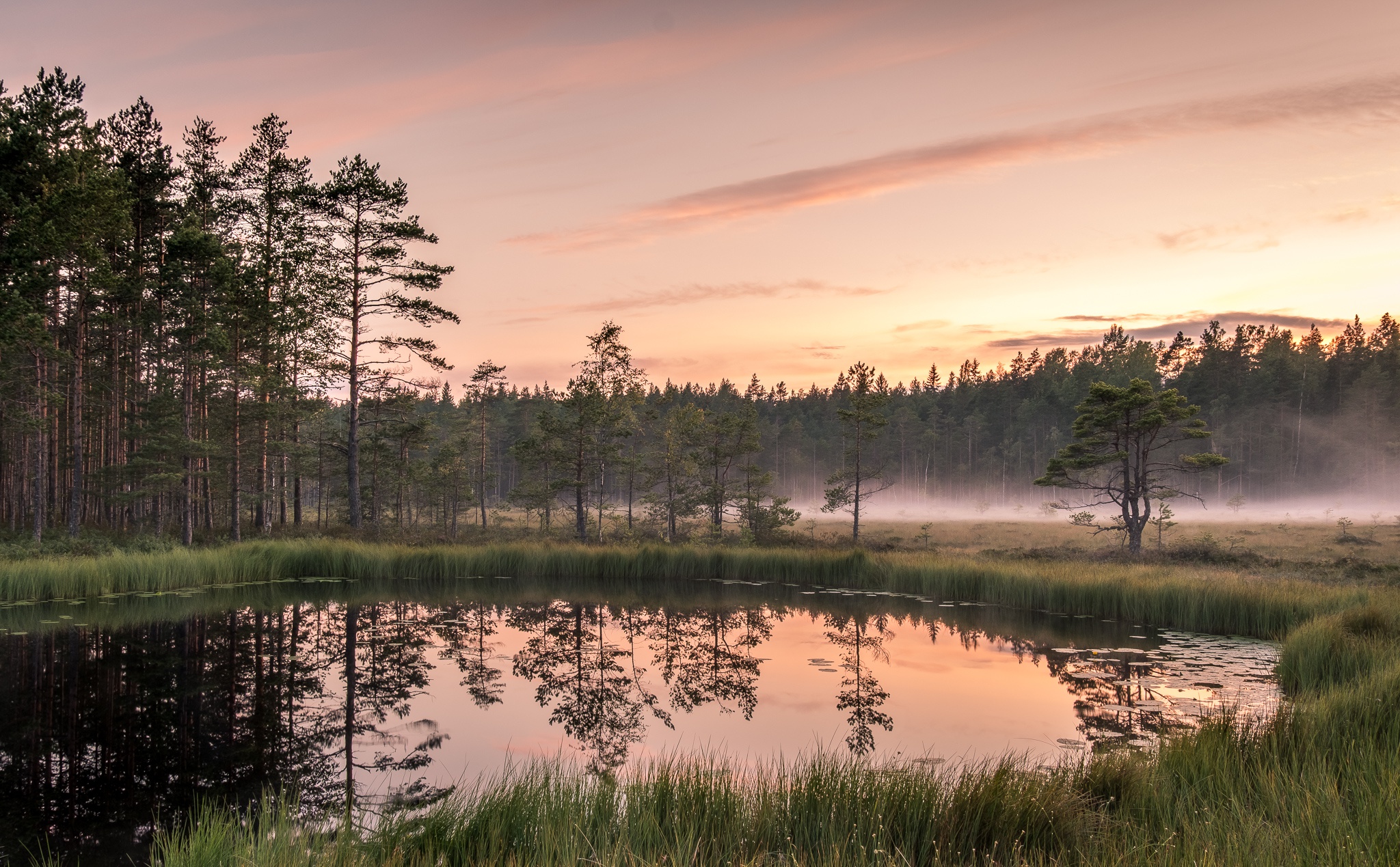 Река Болото Пейзаж Фото