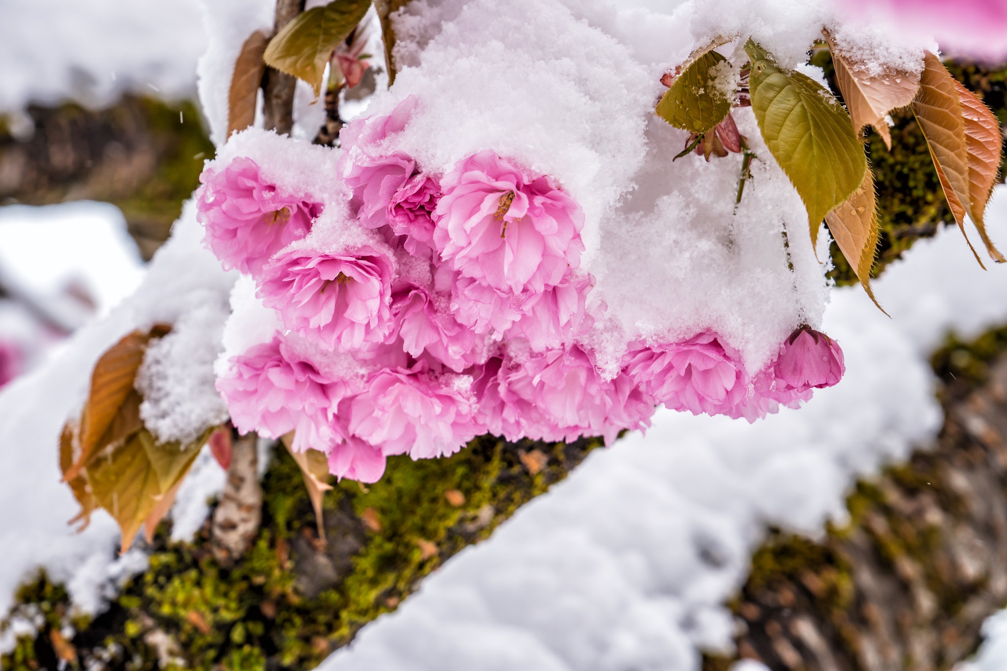 Картинки цветов в снегу. Сноу Флауэр. Пионы зимой. Пионы в снегу. Цветы в снегу.