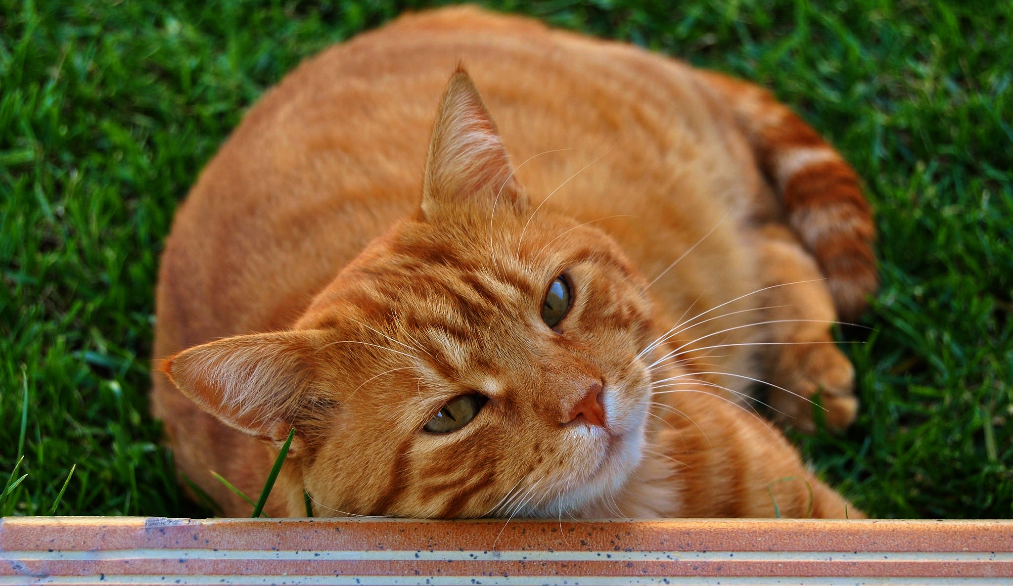 Говорите рыжего кота. Сибирский гладкошерстный рыжий кот. Рыжая кошка. Рыжие коты породы. Кельтский кот рыжий.