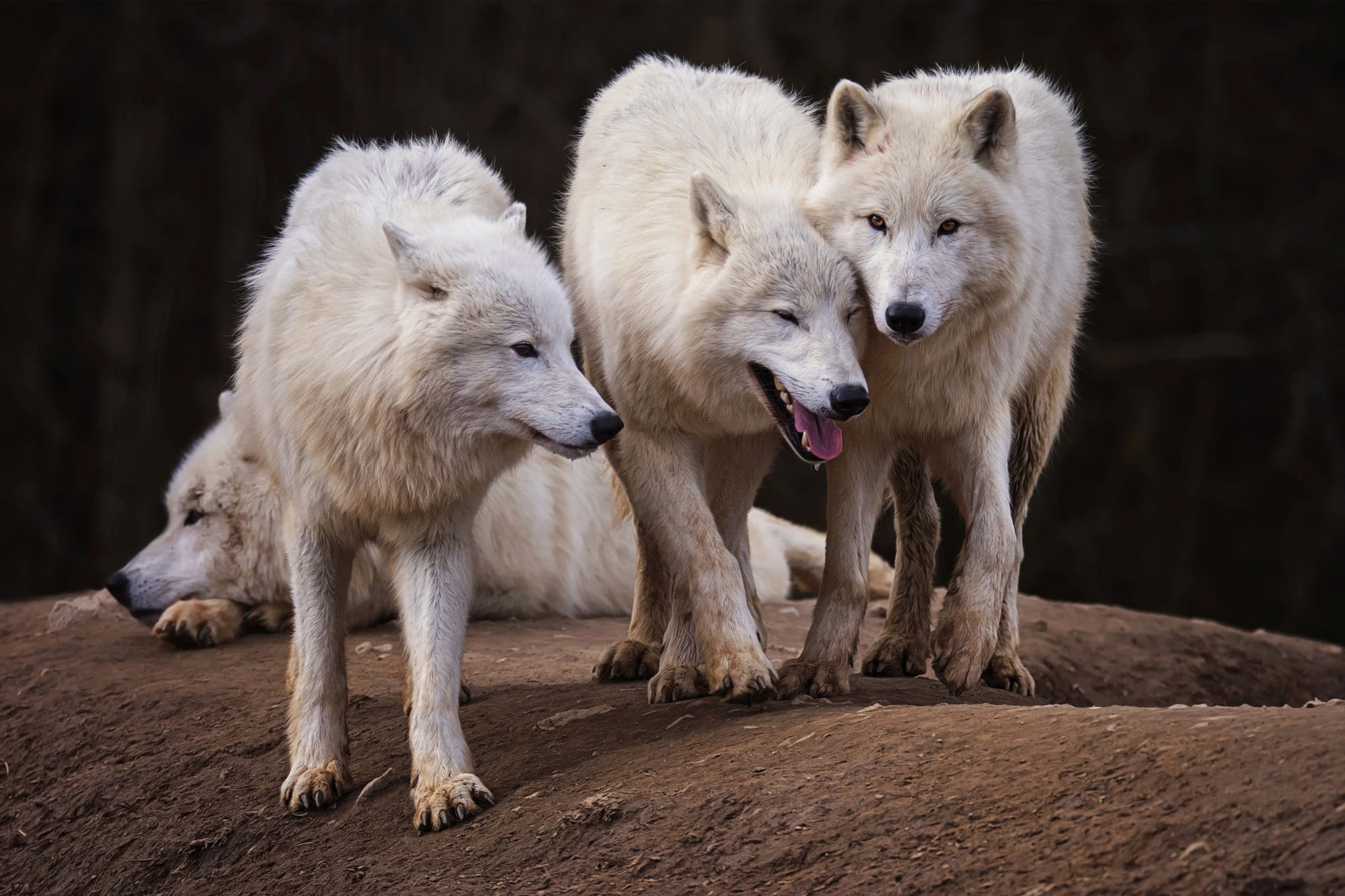 Три волка. Мелвильский островной волк с волчатами. Canis Lupus tundrarum. Полярный волк стая вожак. Полярный волк стая.