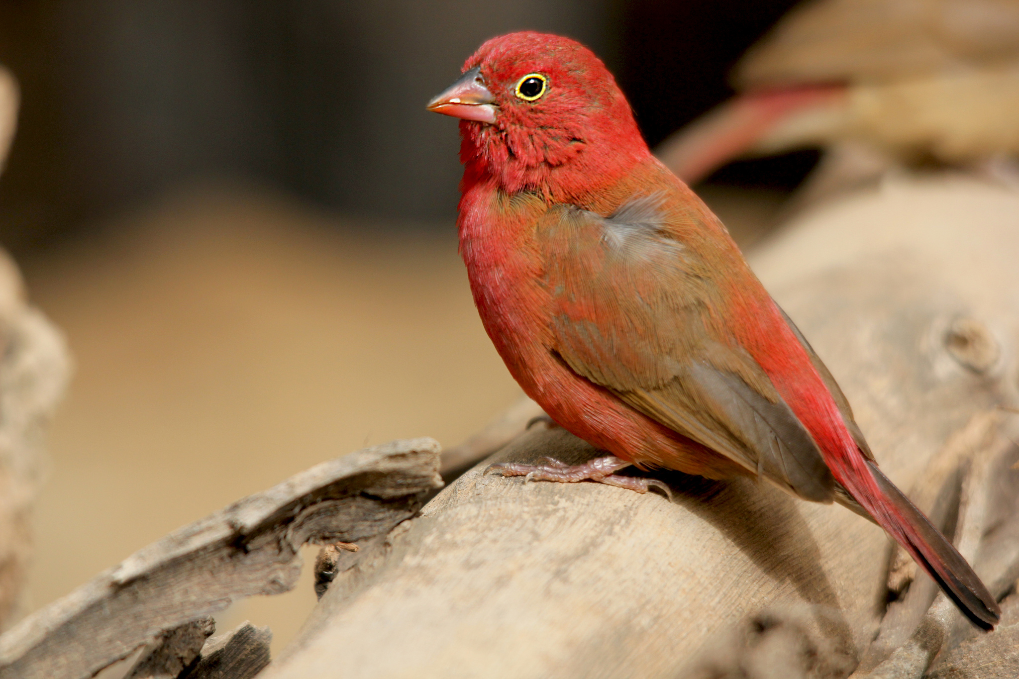 Красна птица пением. Красная птица. Маленькая птичка с красным клювом. Маленькая красная птичка. Птицы с красным оперением.