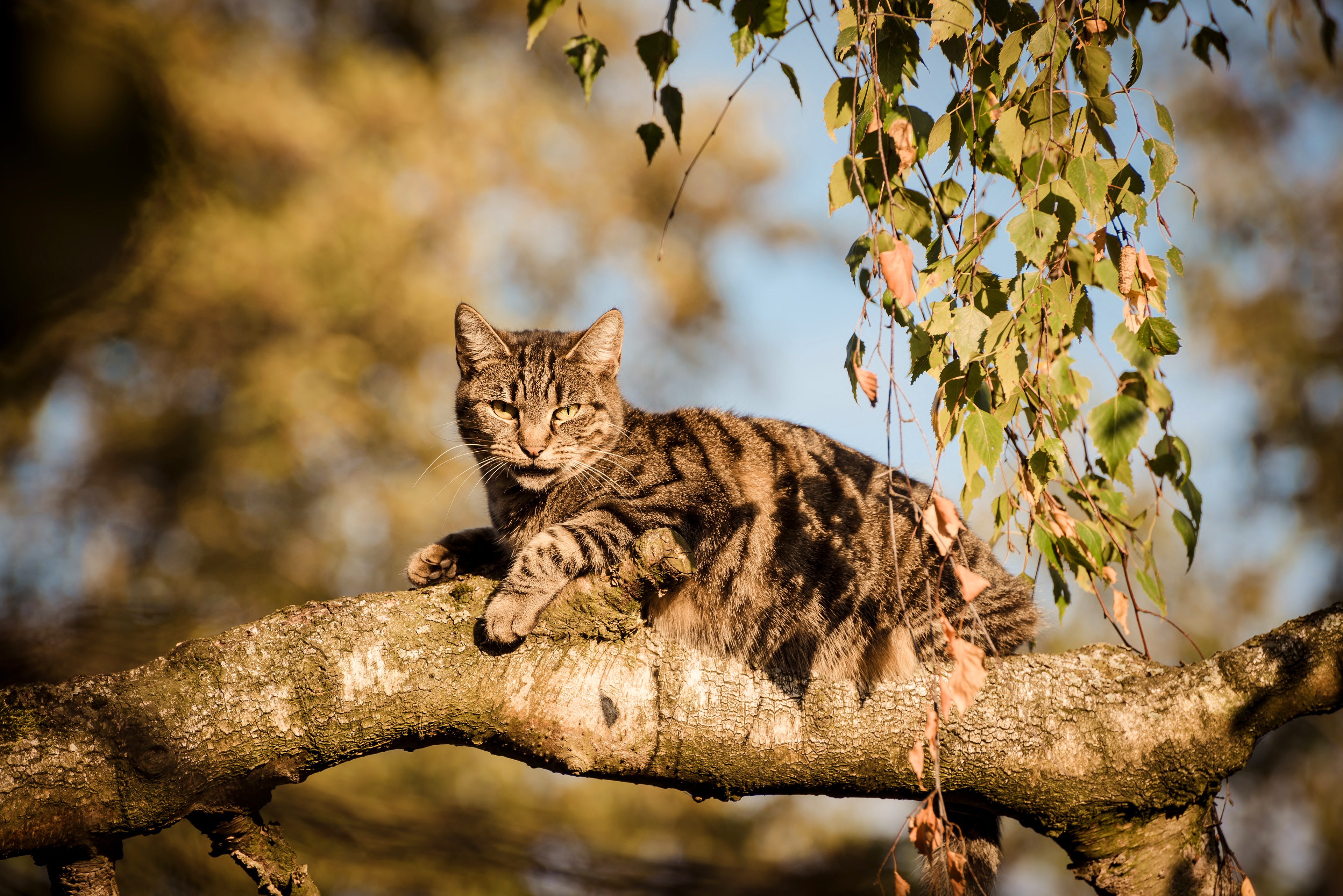 Кот на дереве