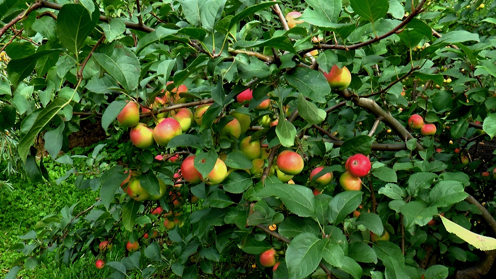 Apple tree. Яблоня Садовая листья. Яблоня Аполлон. Яблоня с яблоками. Яблоня дерево с плодами.